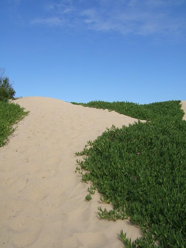 Dunes and iceplants