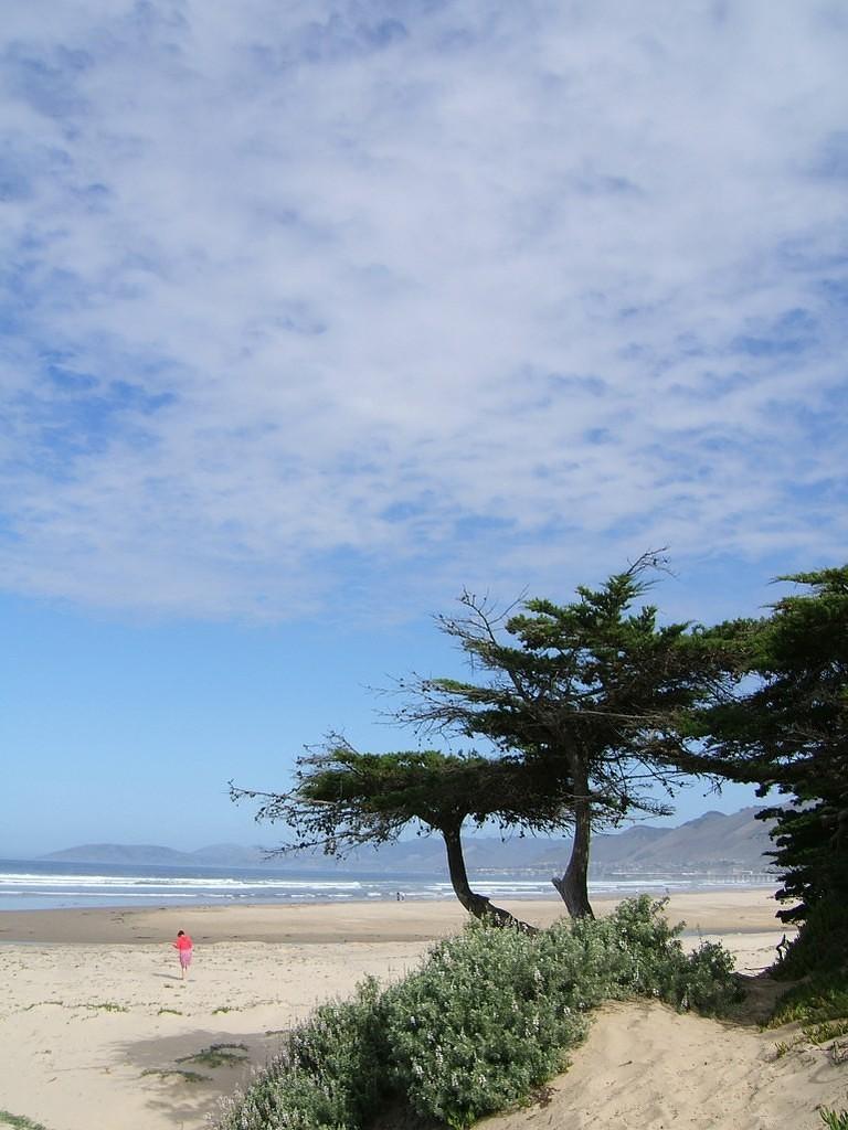 Cyprus trees and beach