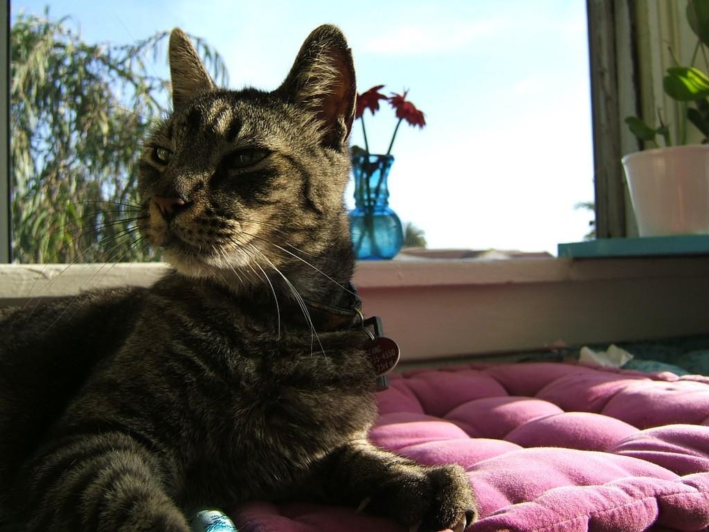 Fang sitting on the window seat