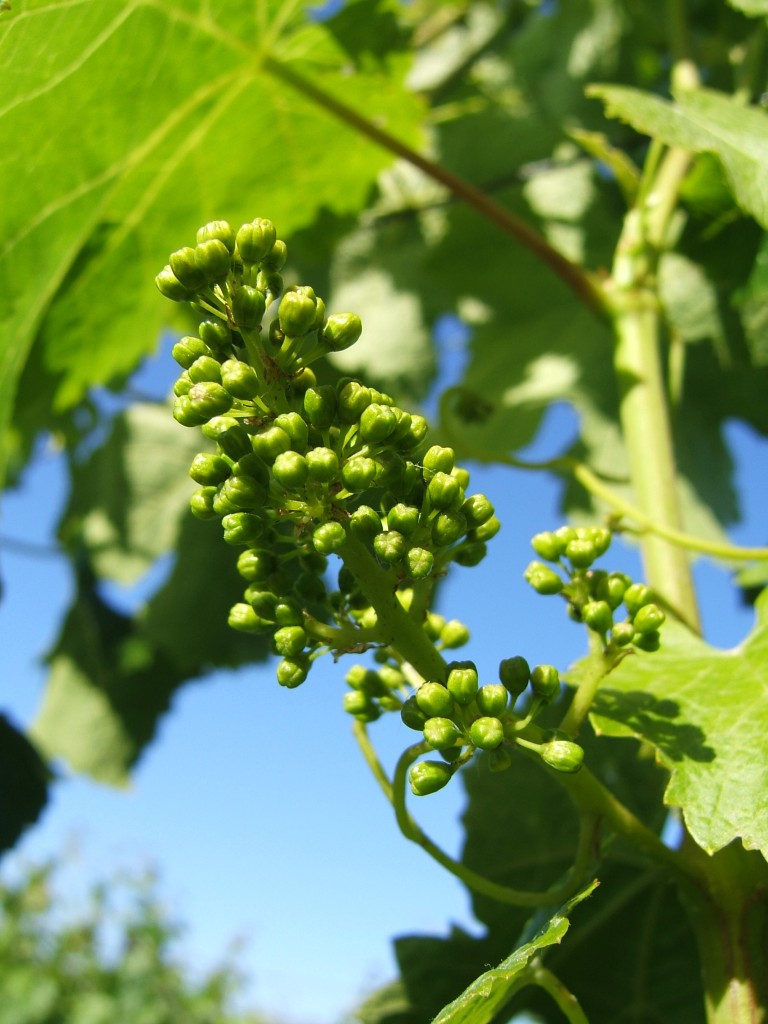 Young grapes