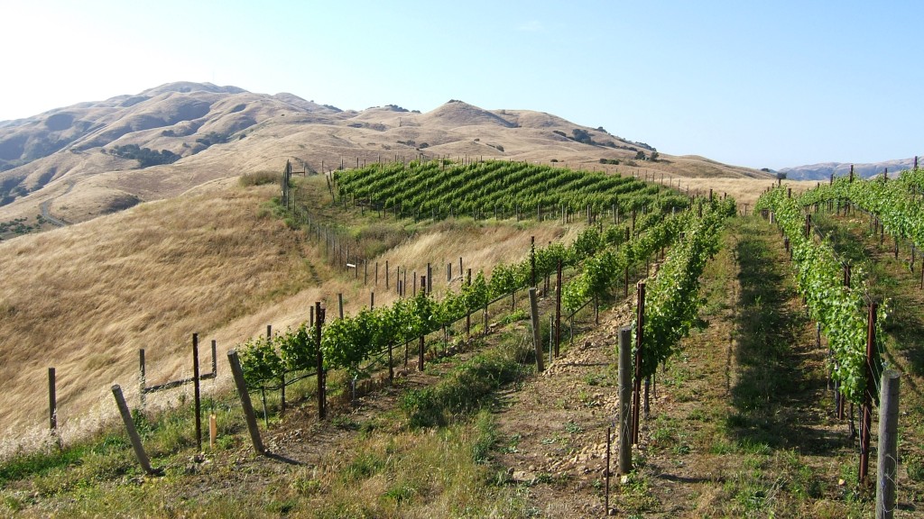 Vineyard and rolling brown hills