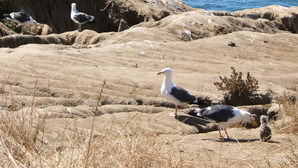 Seagull young