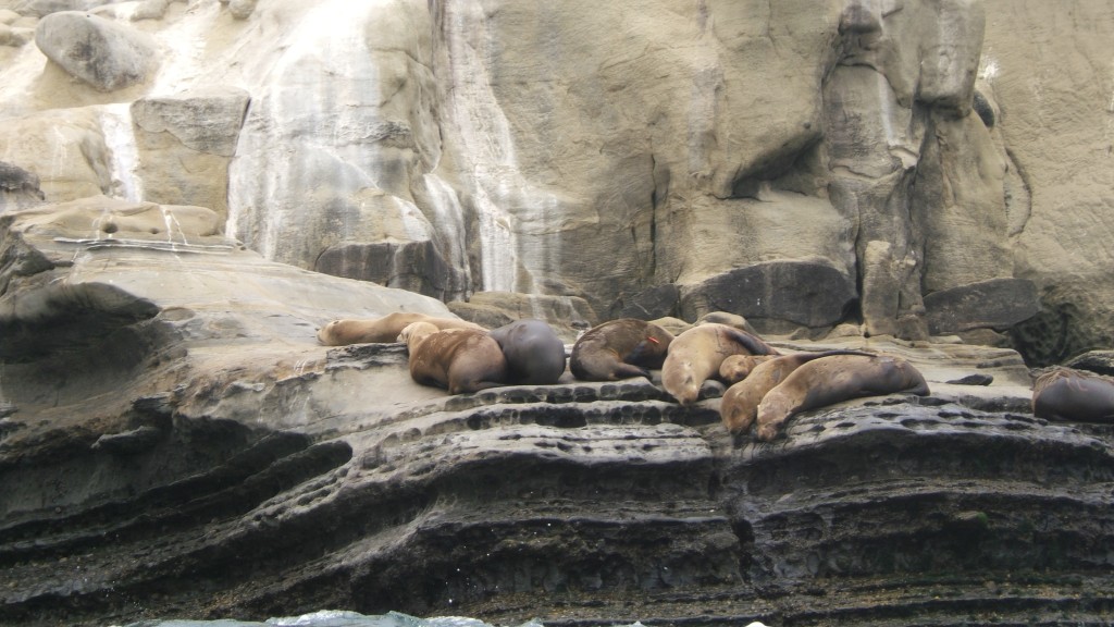 Seals lazing about