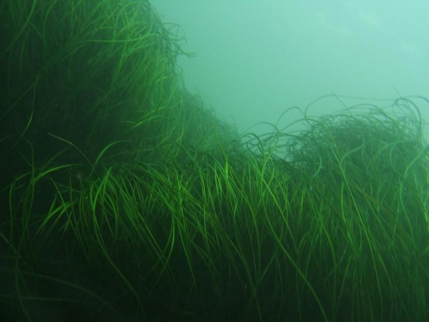 Seagrass folding in the surge