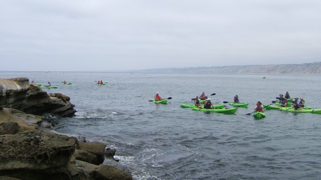 Kayakers hovering around the seals