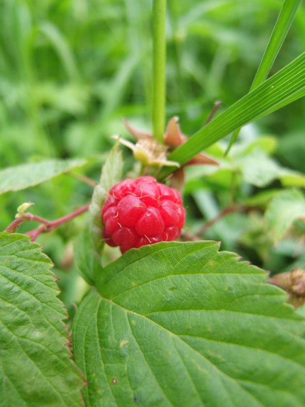 Wild raspberry