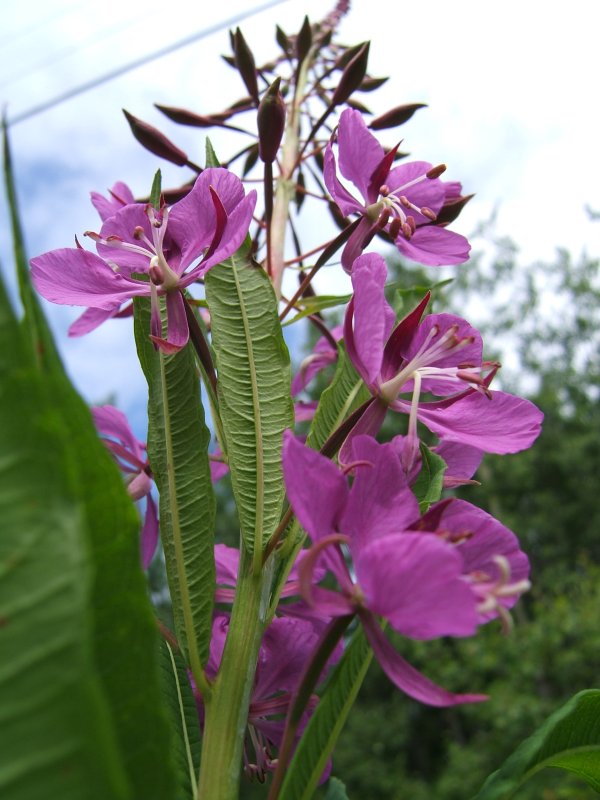 Fireweed.