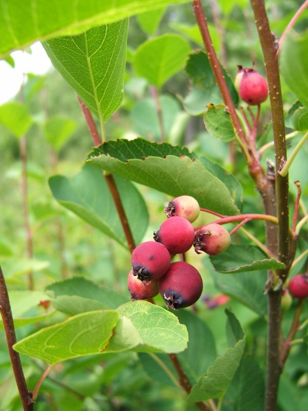 Saskatoon berries