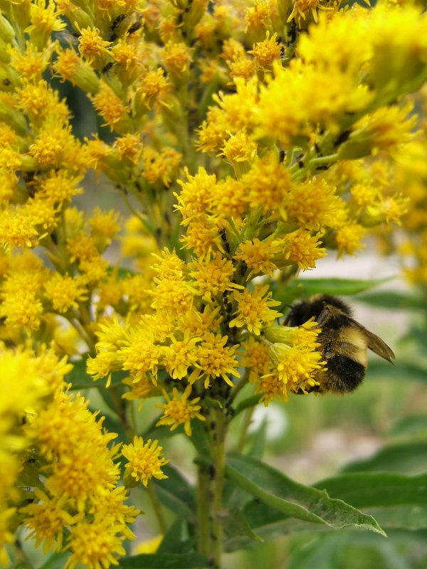 Bees, ants, and yellow flowers.