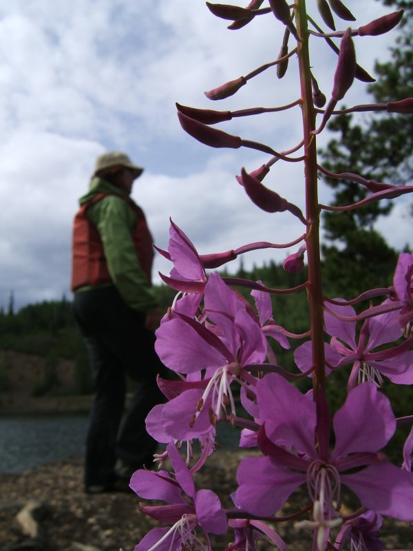 Anna and some fireweed on the rock island