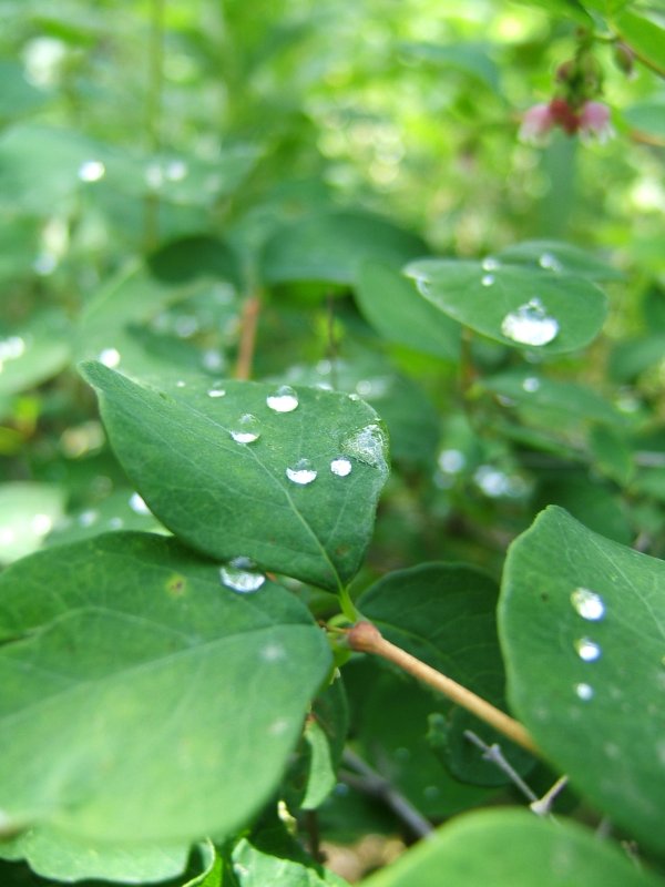 Water drops on leaves