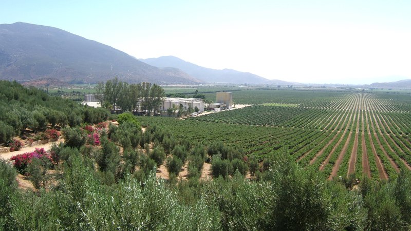 LA Cetto olive trees and grape vines