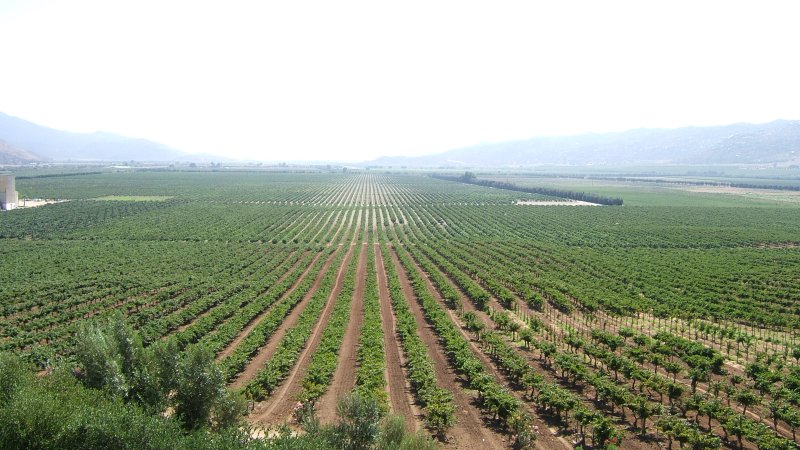 Vines of LA Cetto