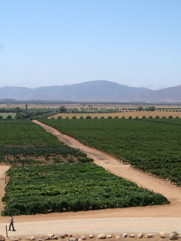 Looking out over the vines of Monte Xanic