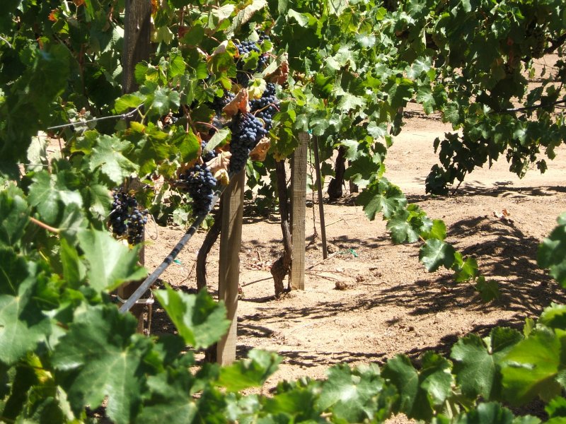 Grapes on the vines of Bodega de las Misiones