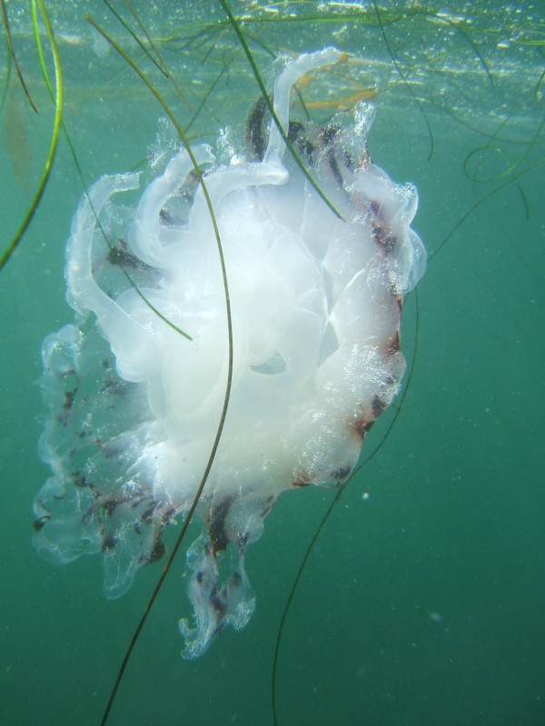 Purple-Striped Jellyfish at the La Jolla Cove