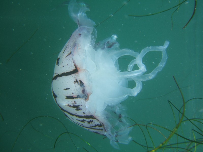 Purple-Striped Jellyfish at the La Jolla Cove