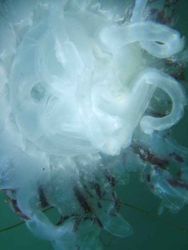 Underside of Purple-Striped Jellyfish