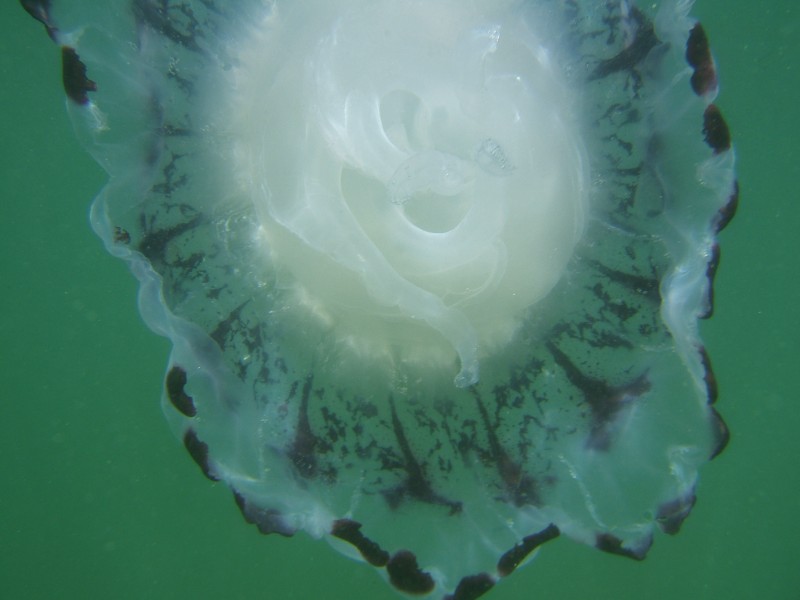 Underside of Purple-Striped Jellyfish