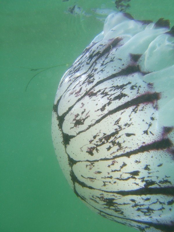 Purple-Striped Jellyfish