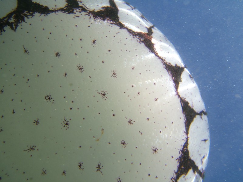 Purple-Striped Jellyfish top close-up