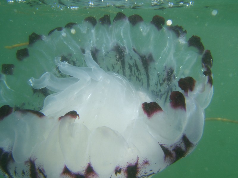 Purple-Striped Jellyfish underside