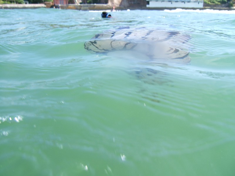 Purple-Striped Jellyfish from outside the water