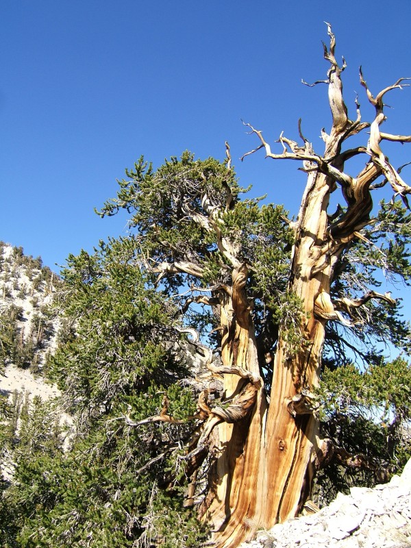 Ancient Bristlecone Pine