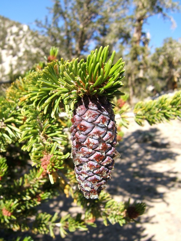 Purple-ish cone of one of the two bristlecone pine species