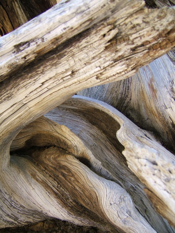 Warped wood