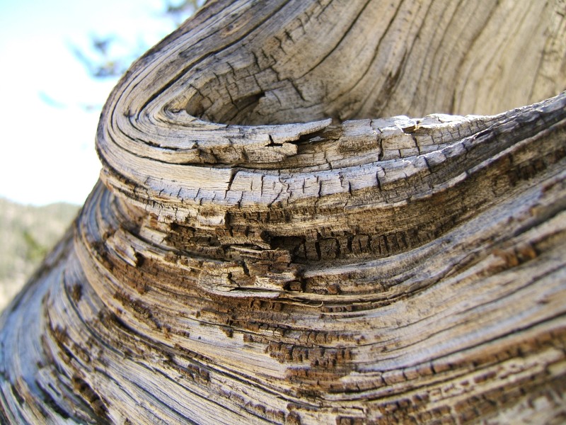 Tight growth rings and twisted wood