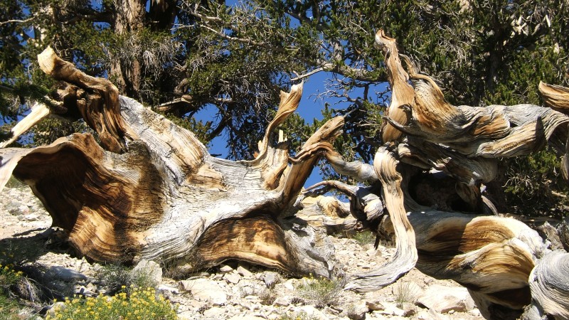 Twisted old bristlecone pine stumps