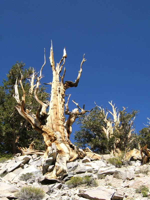 Standing dead bristlecone