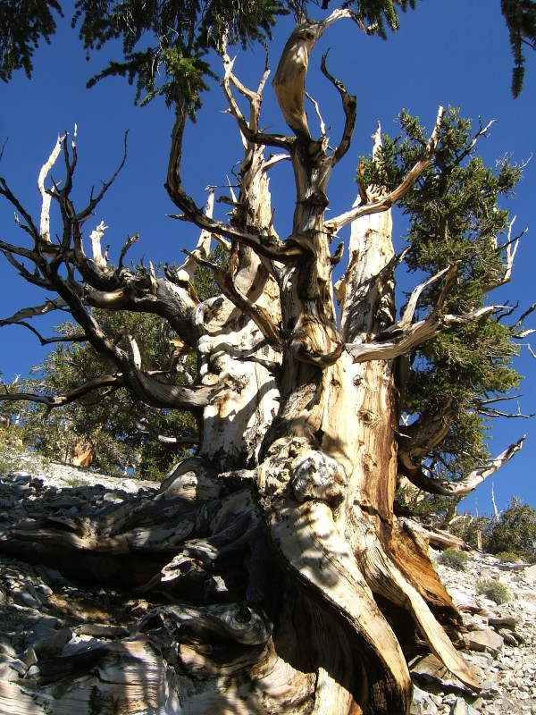 Bristlecones can let most of the tree die, yet still live healthy