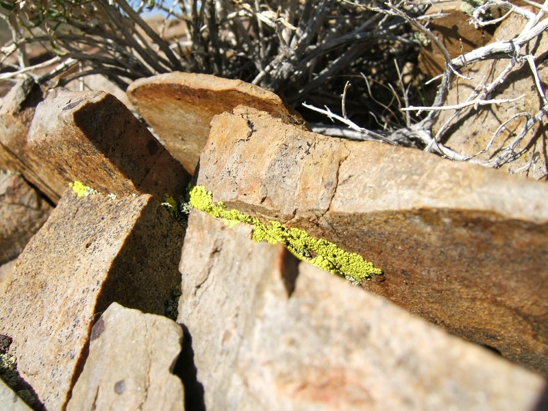 Bright green lichen