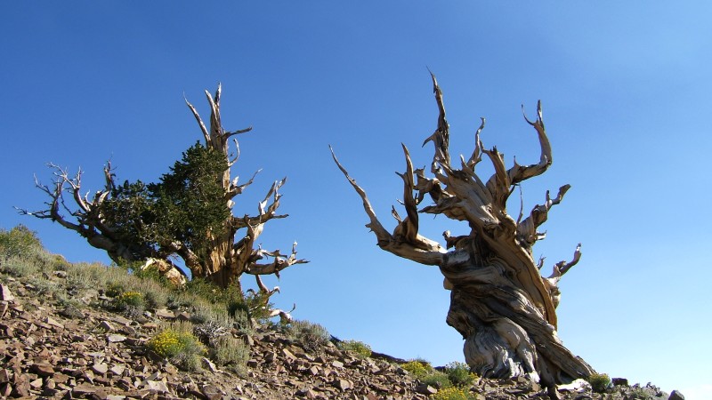 Two ancient bristlecone pines.  One alive, one dead.