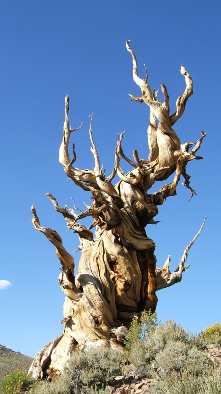 Twisted bristlecone