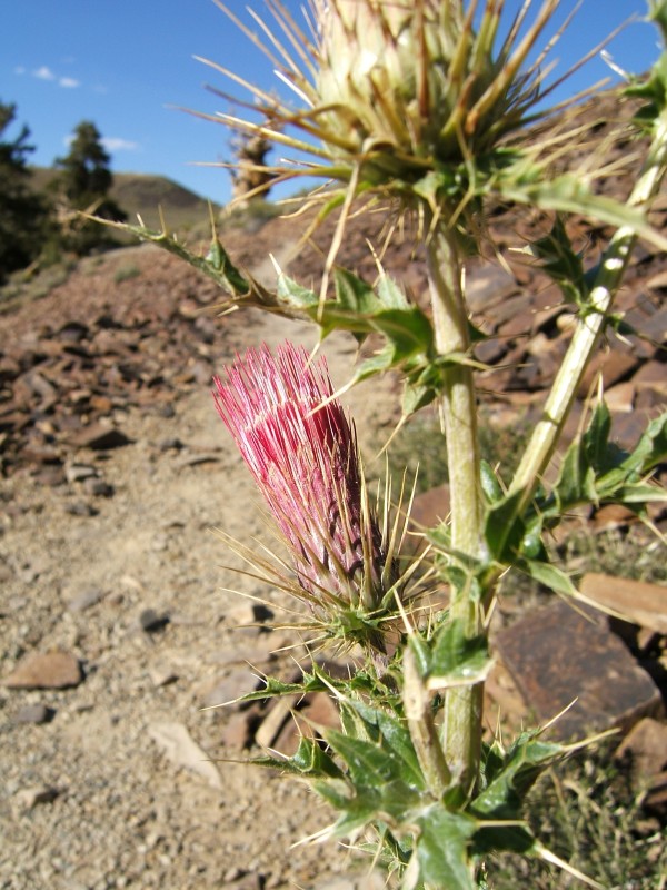 Pink thistle on the trail