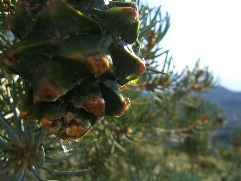 Sap on a pine cone glistens in the sun