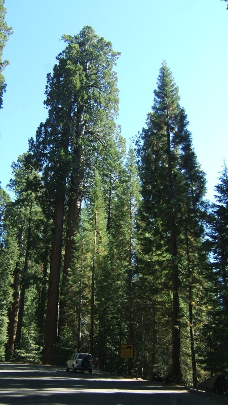 Huge, fat trees