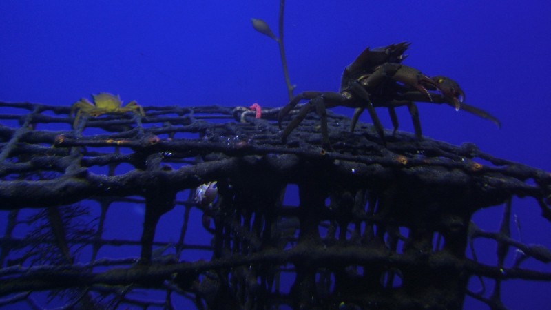 Smaller crabs dance on top of the big crab's cage.