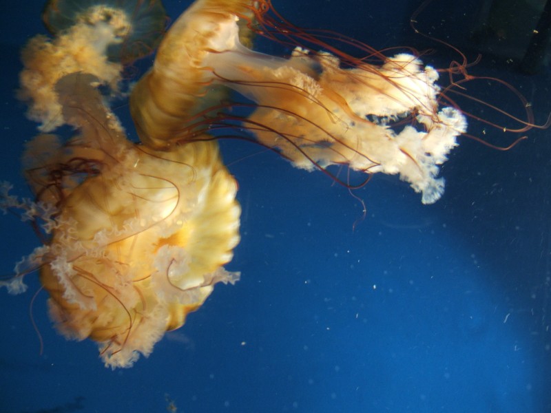 Scripps Aquarium Jellyfish