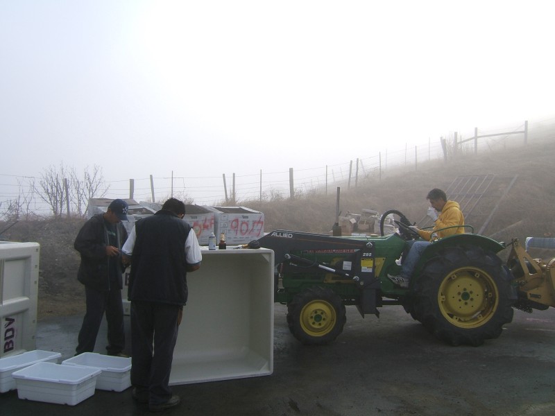 Misty morning for harvest