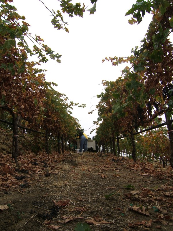 Mark and Sandy harvesting grapes