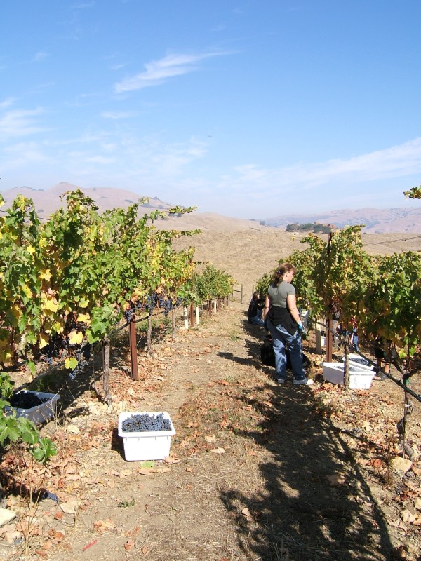 Sandy harvesting, fog burnt off