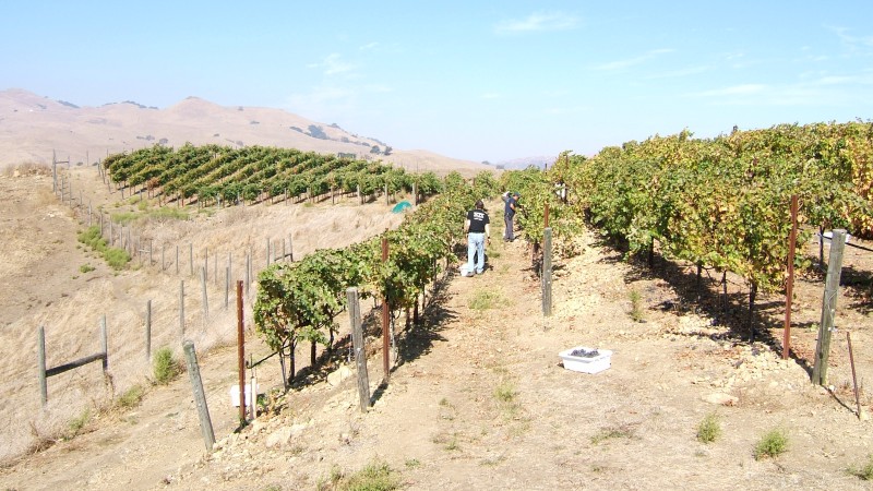 Brian and others harvesting