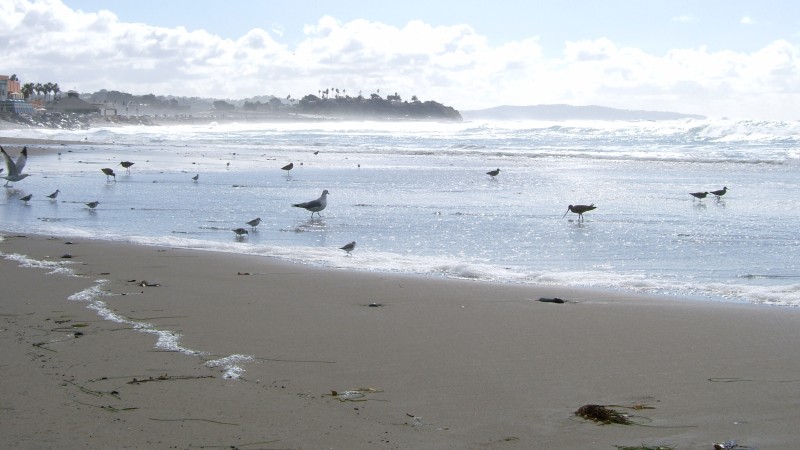 Birds feeding in the surf