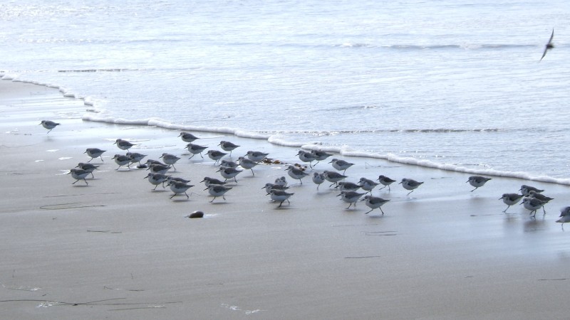 Little birds escaping a wave