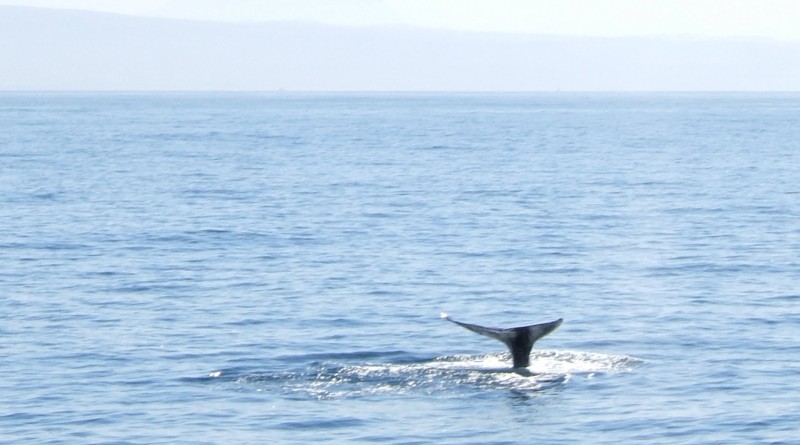 Grey whale tail (fluke)