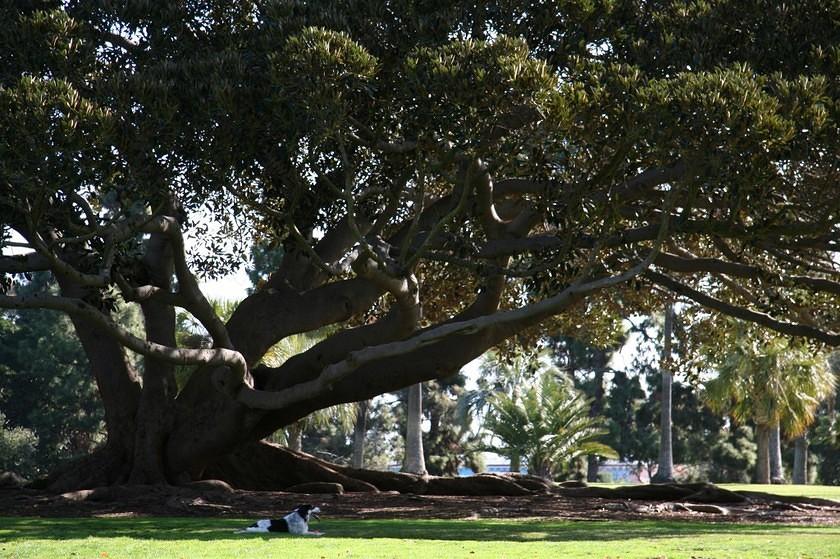 Dog & tree